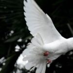 YOU ARE A GIVER OF PEACE