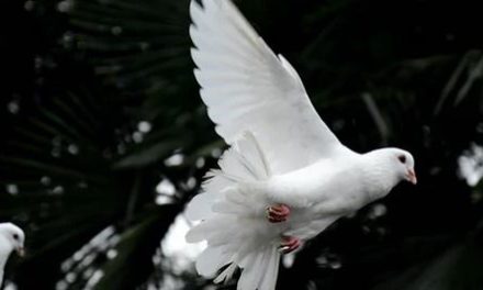 YOU ARE A GIVER OF PEACE