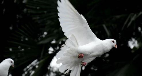YOU ARE A GIVER OF PEACE