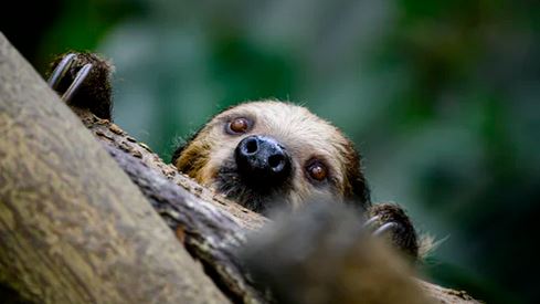 WE ARE NOT SLOTHS